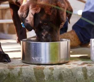 Boomer_Dog_Bowl_4_promo 2